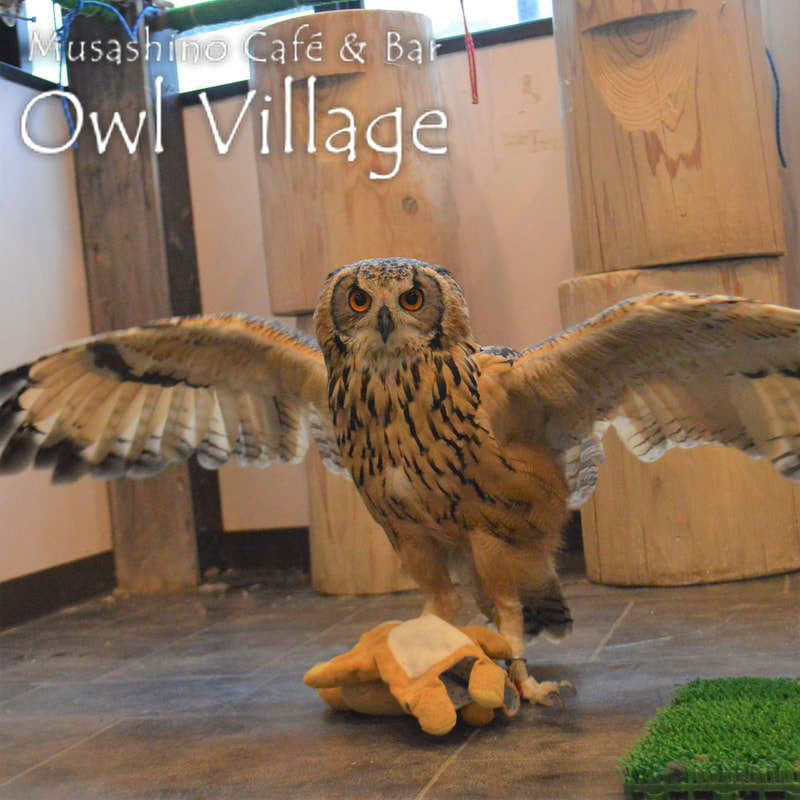 owl cafe harajuku down load free photo 004 Indian Eagle Owl kii
