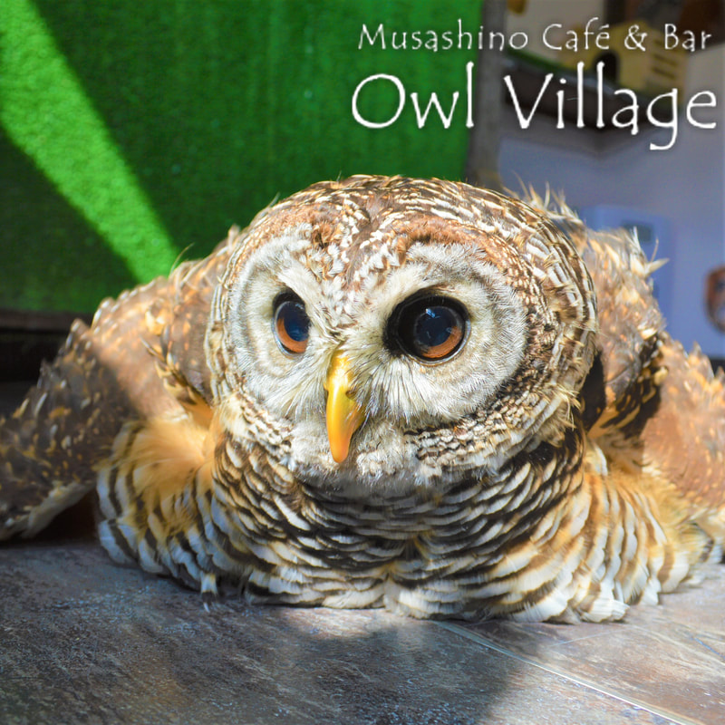 owl cafe harajuku down load free photo 006 Chaco Owl