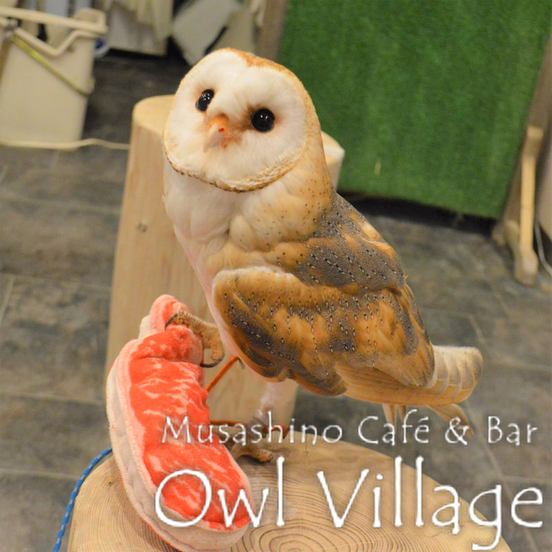 owl cafe harajuku down load free photo0011 Barn Owl-Alto