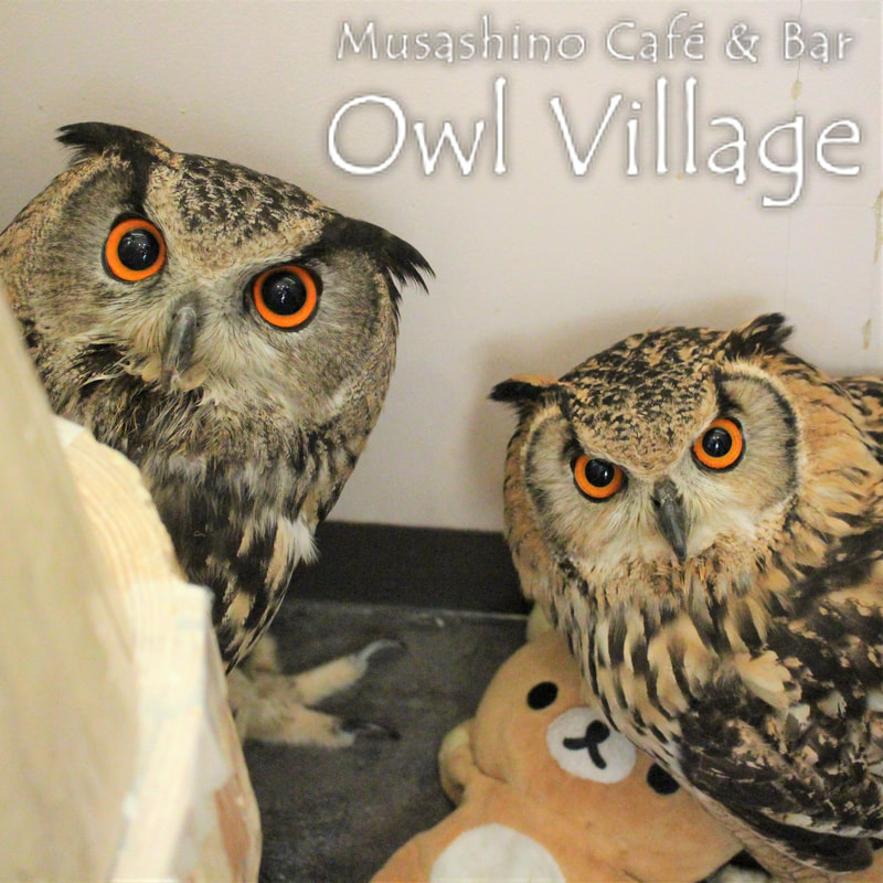 owl cafe harajuku down load free photo 0012 Indian Eagle Owl kii