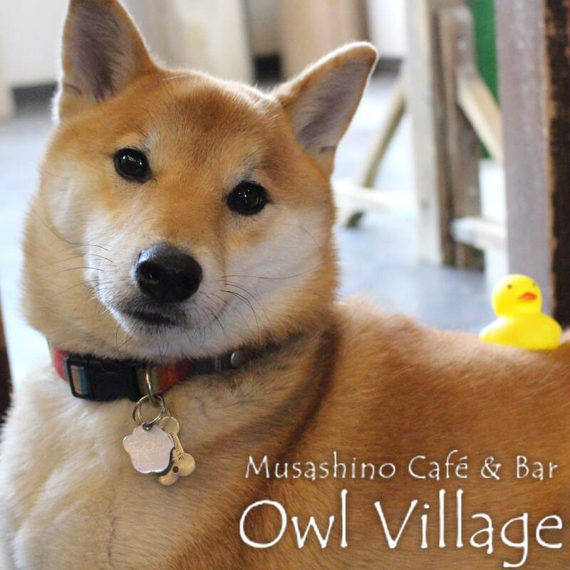 owl cafe harajuku down load free photo 064  shiba inu