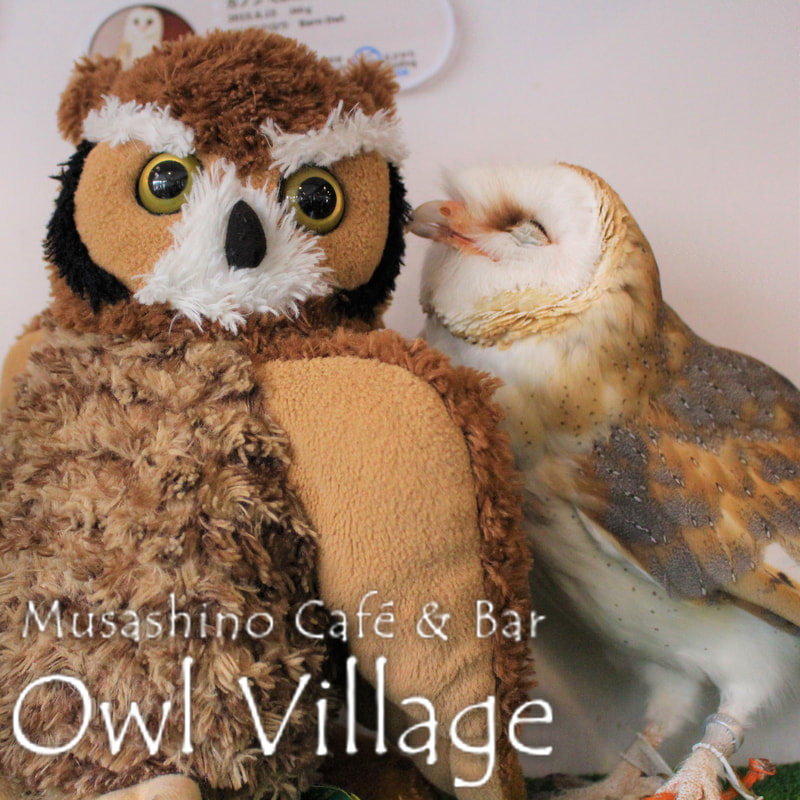 owl cafe harajuku down load free photo 093 Barn Owl 