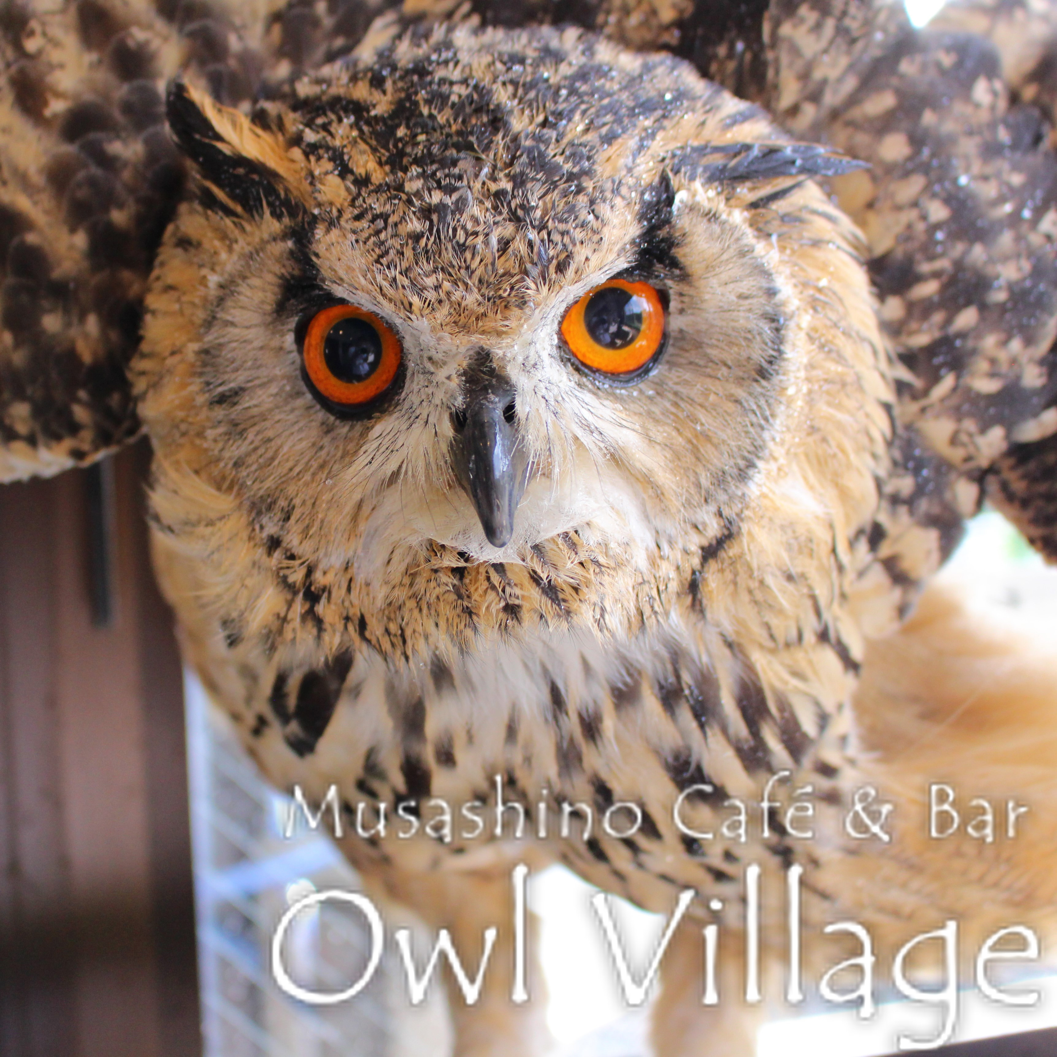 owl cafe harajuku down load free photo 100 Indian Eagle Owl jiji
