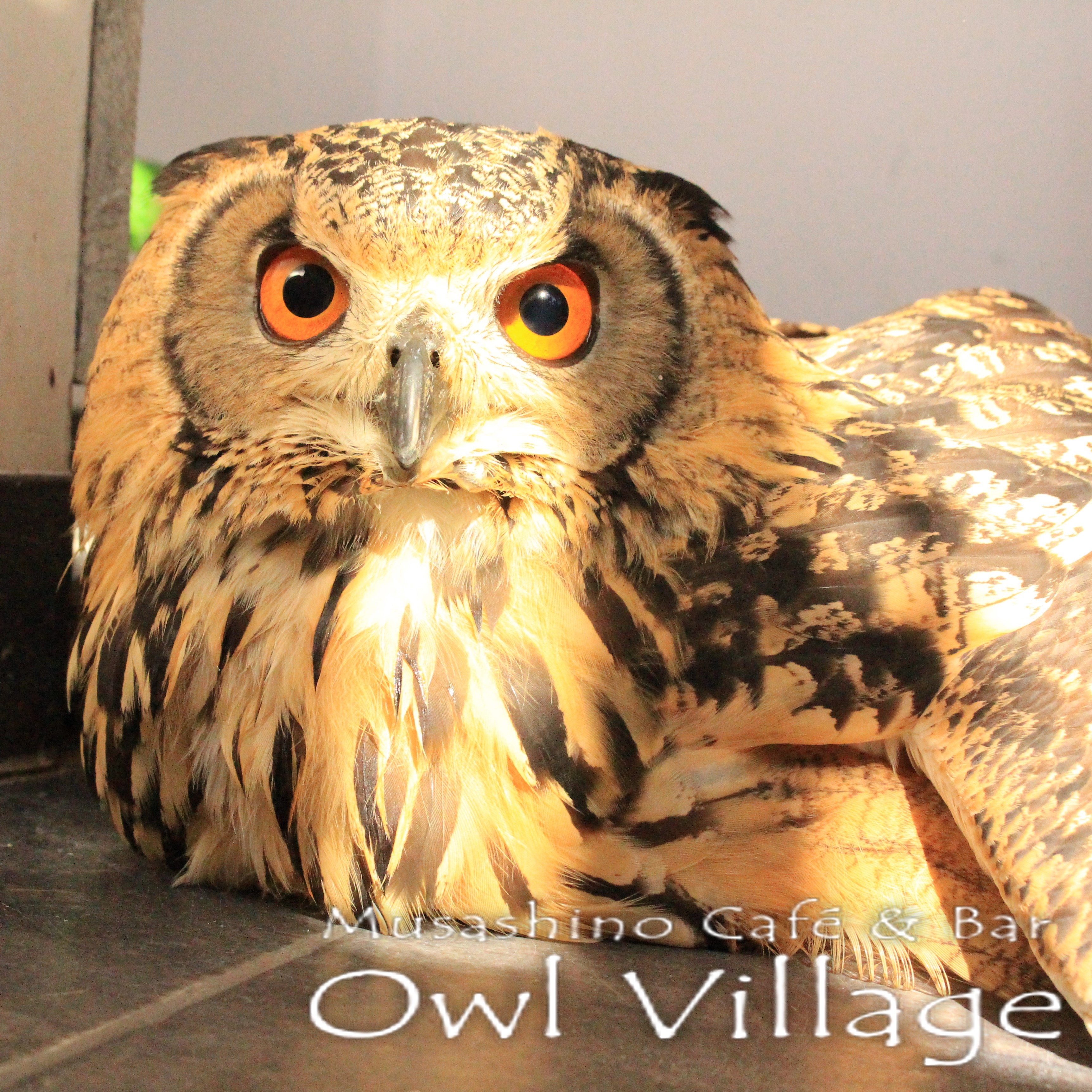 owl cafe harajuku down load free photo 102 Indian Eagle Owl jiji