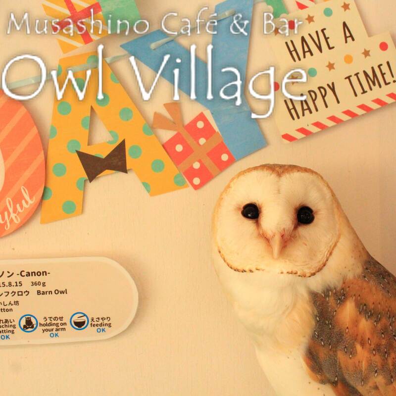 owl cafe harajuku down load free photo 106 Barn owl