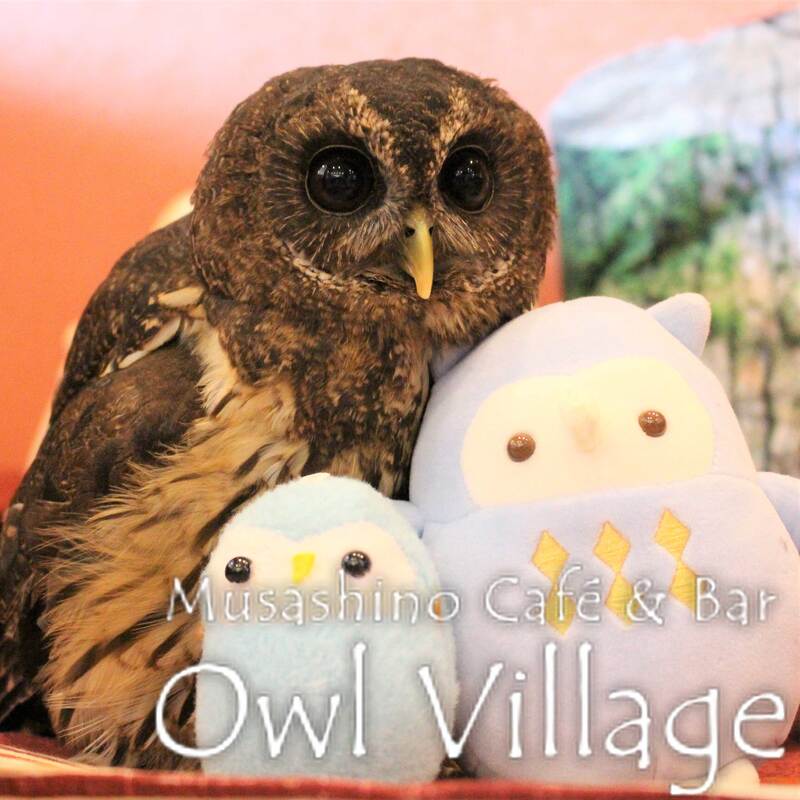 owl cafe harajuku down load free photo 107 Mottled Owl