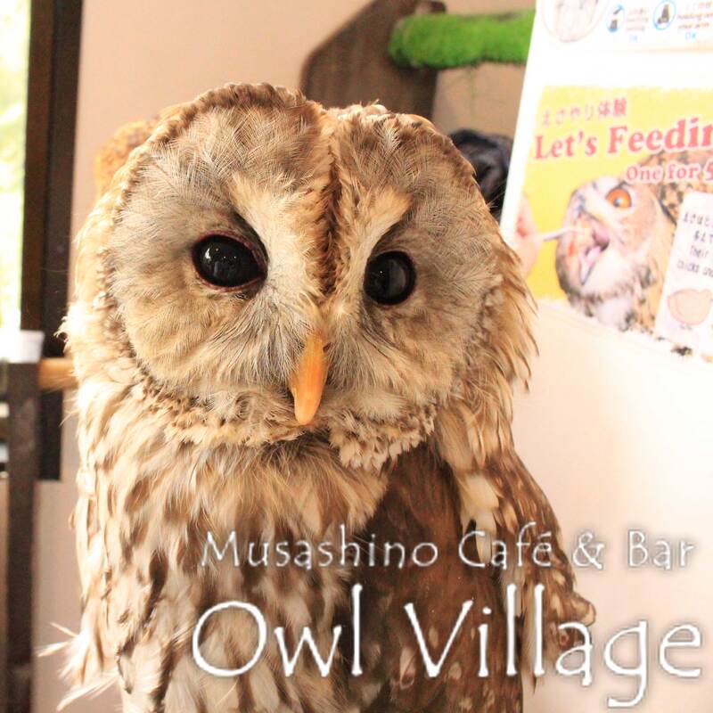owl cafe harajuku down load free photo 0134 Tawny Owl × Ural Owl