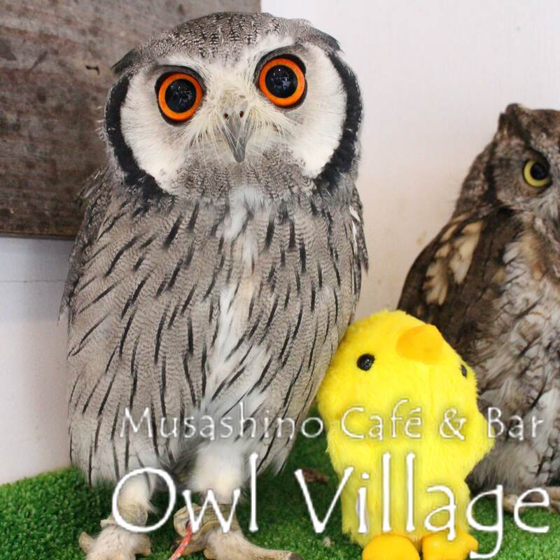 owl cafe harajuku down load free photo 138 White-Faced Scops Owl