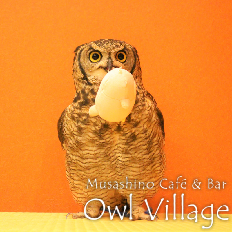 owl cafe harajuku down load free photo0181 African Eagle Owl