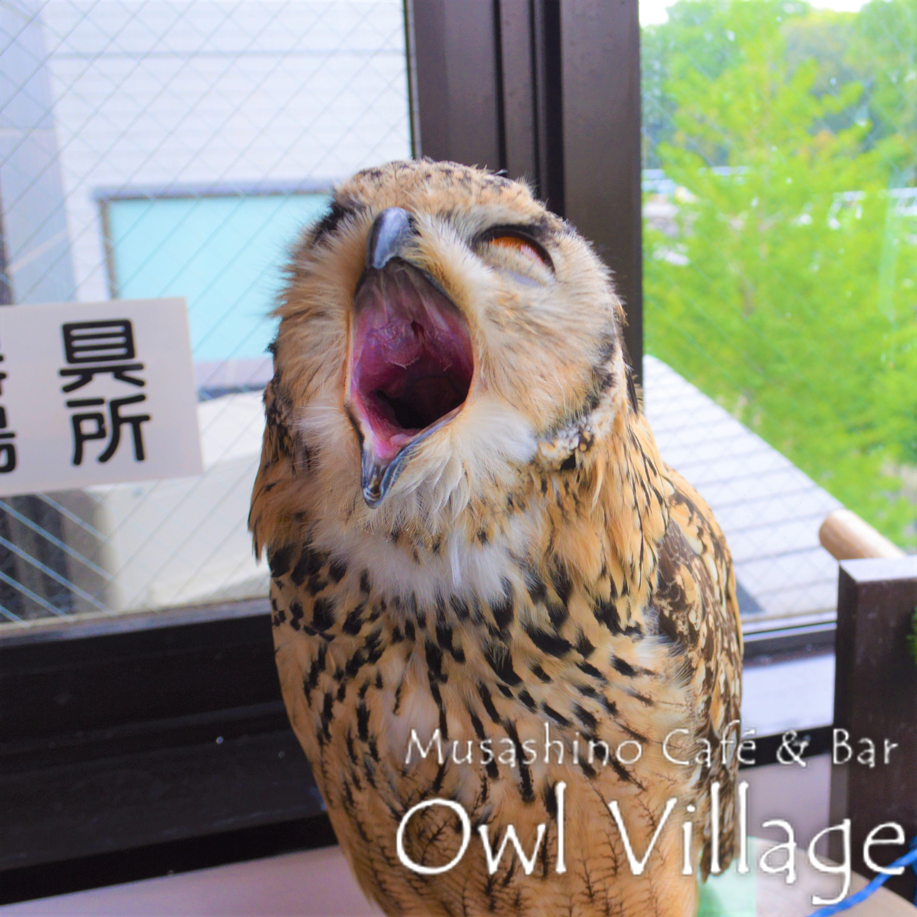 owl cafe harajuku down load free photo  0214 Indian Eagle Owl