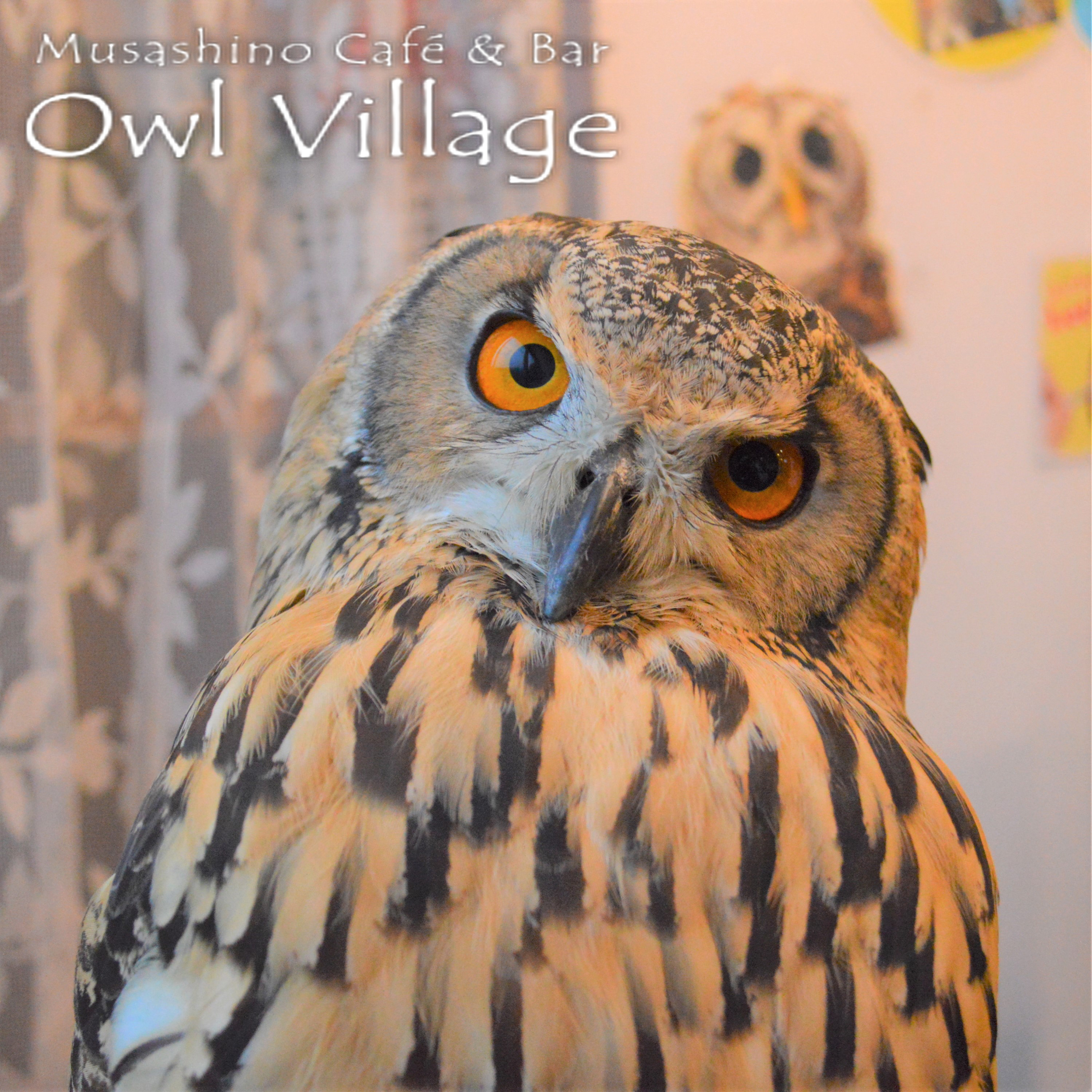 owl cafe harajuku down load free photo0215 Indian Eagle Owl