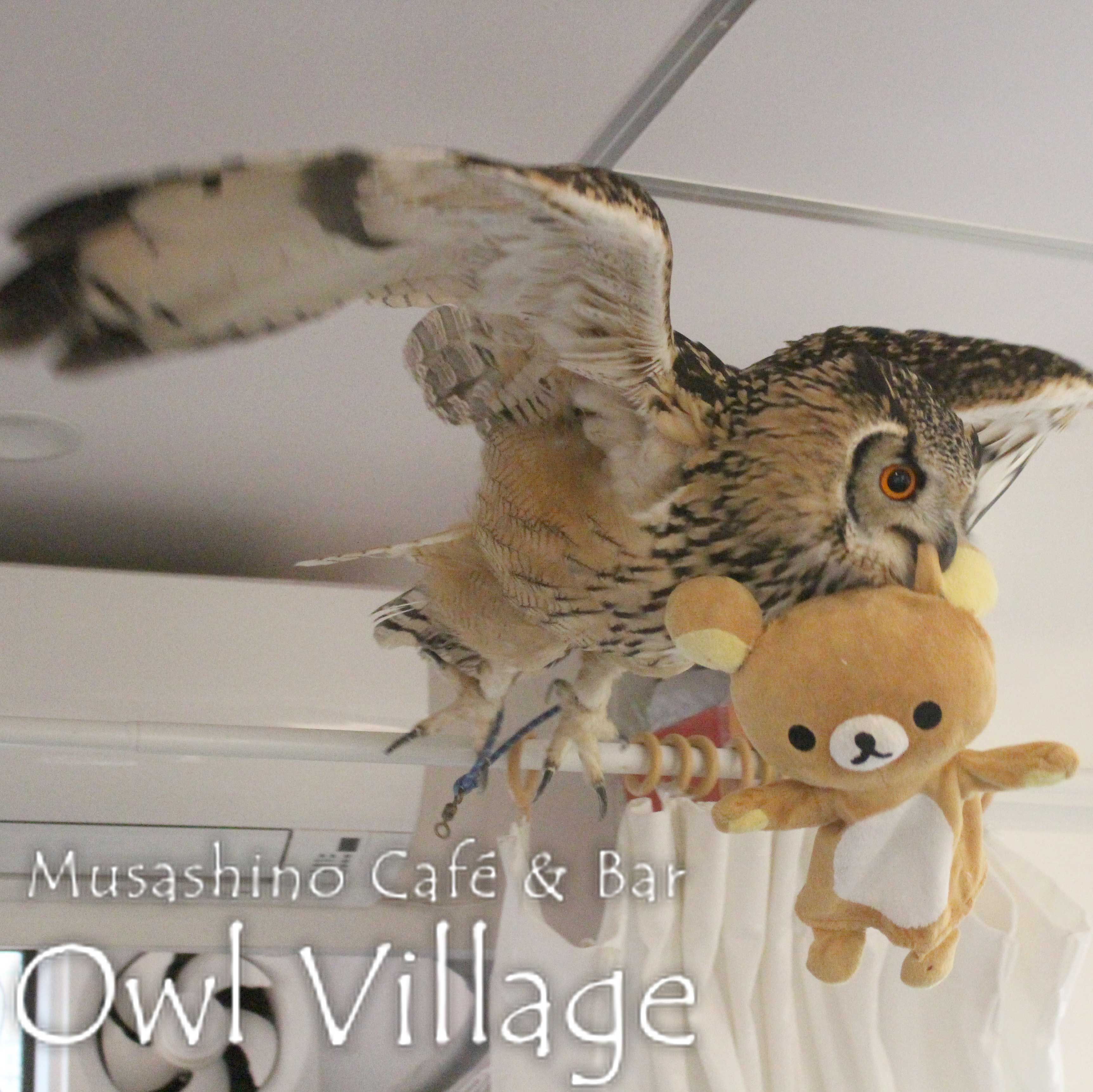 owl cafe harajuku down load free photo  0216 Indian Eagle Owl