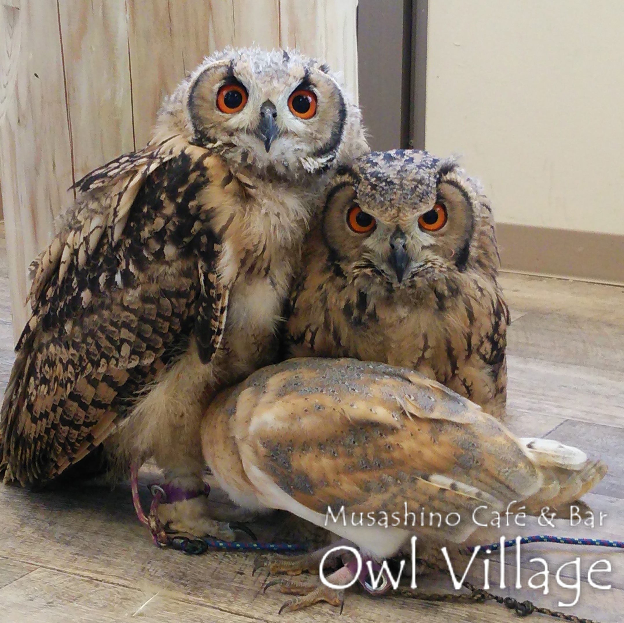 owl cafe harajuku down load free photo 0217 Indian Eagle Owl & Barn Owl