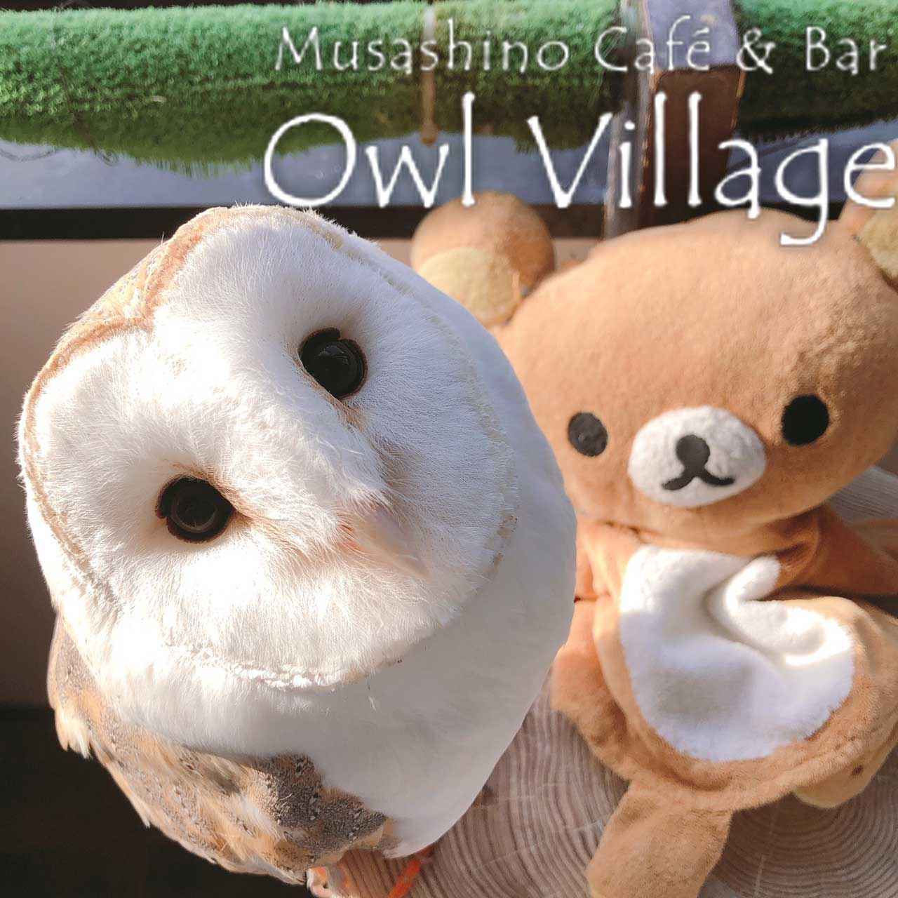 owl cafe harajuku down load free photo0218 Barn Owl