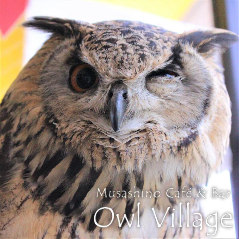 owl cafe harajuku down load free photo  0219 Indian Eagle Owl