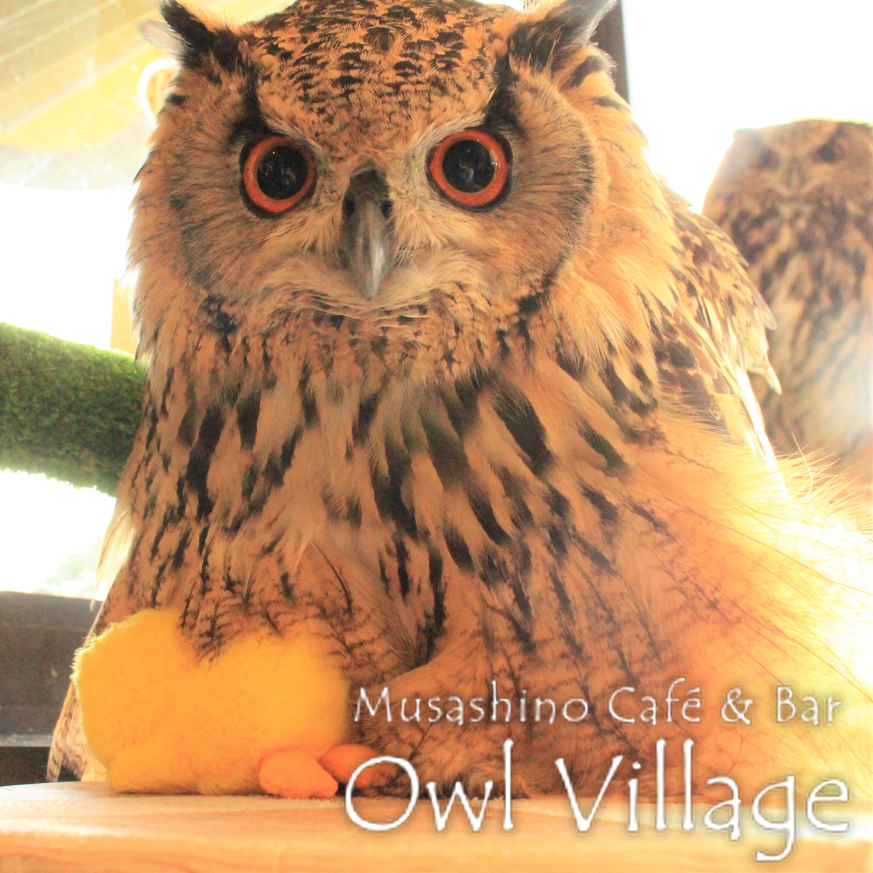 owl cafe harajuku down load free photo 0220 Indian Eagle Owl