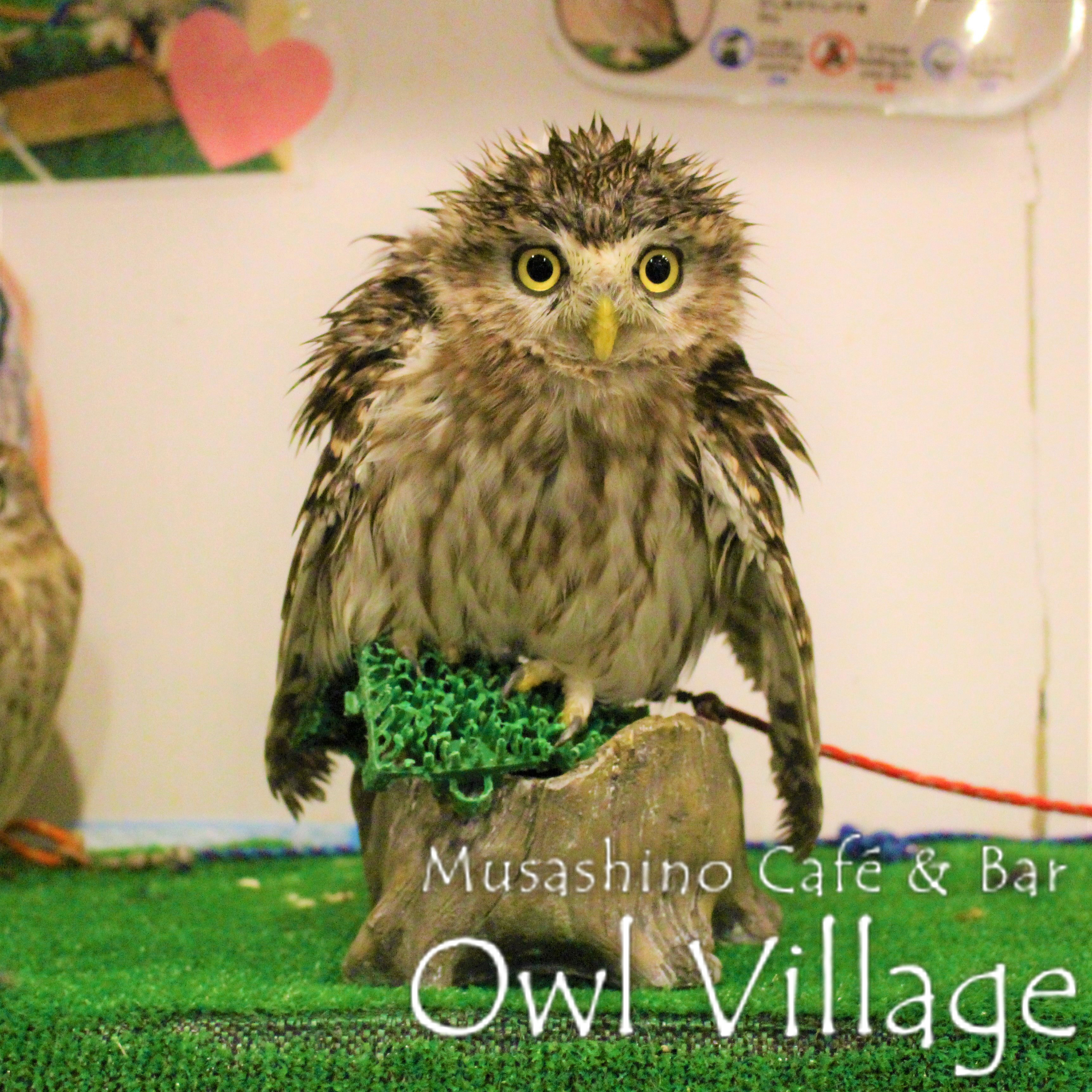 owl cafe harajuku down load free photo0221 Little Owl