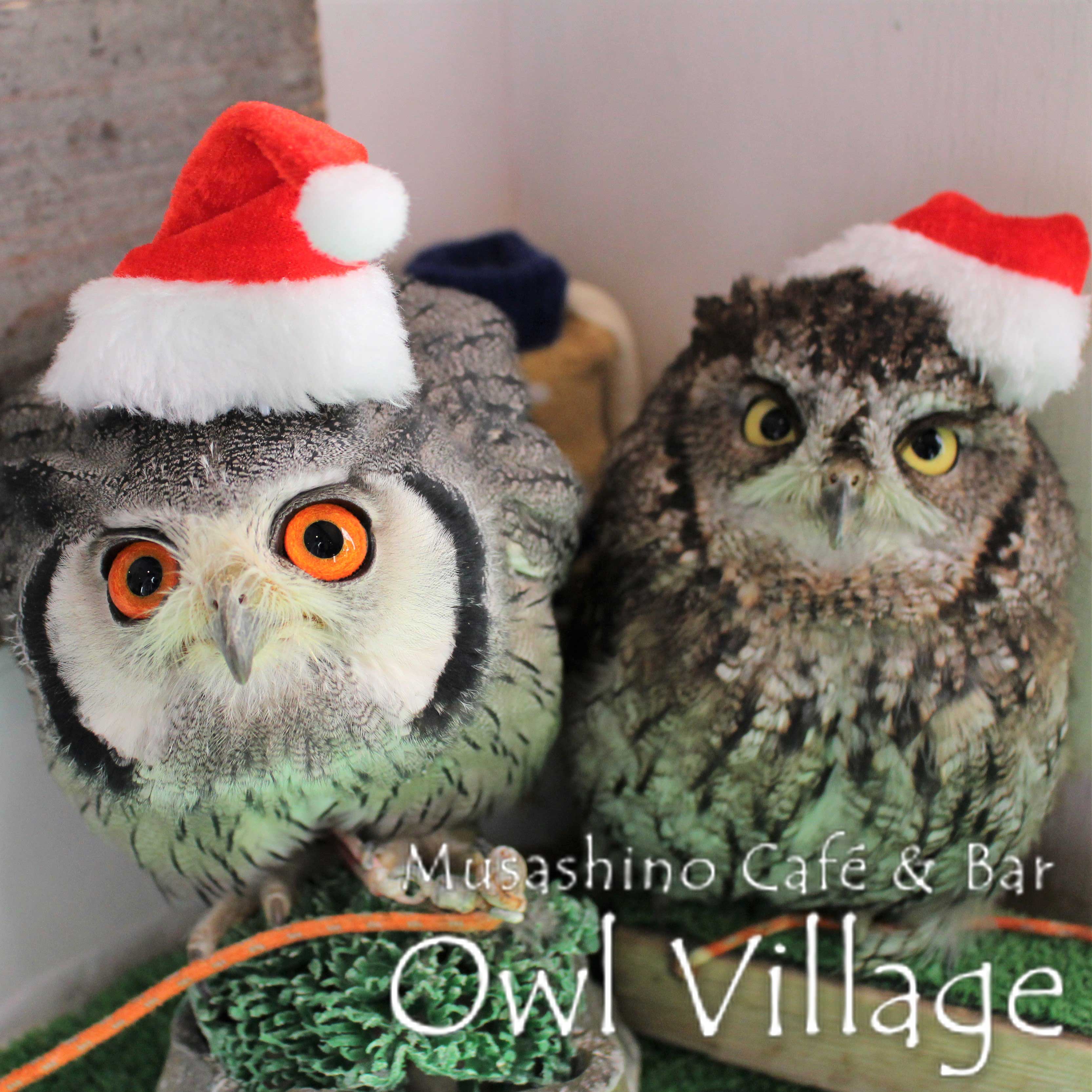 owl cafe harajuku down load free photo 0224 White-Faced Scops Owl & Westem screech Owl