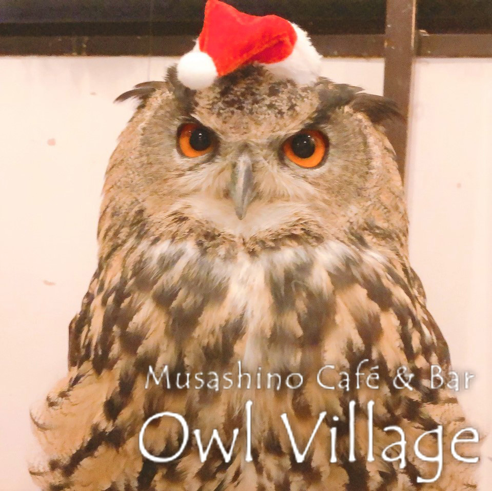 owl cafe harajuku down load free photo 0225  Indian Eagle Owl