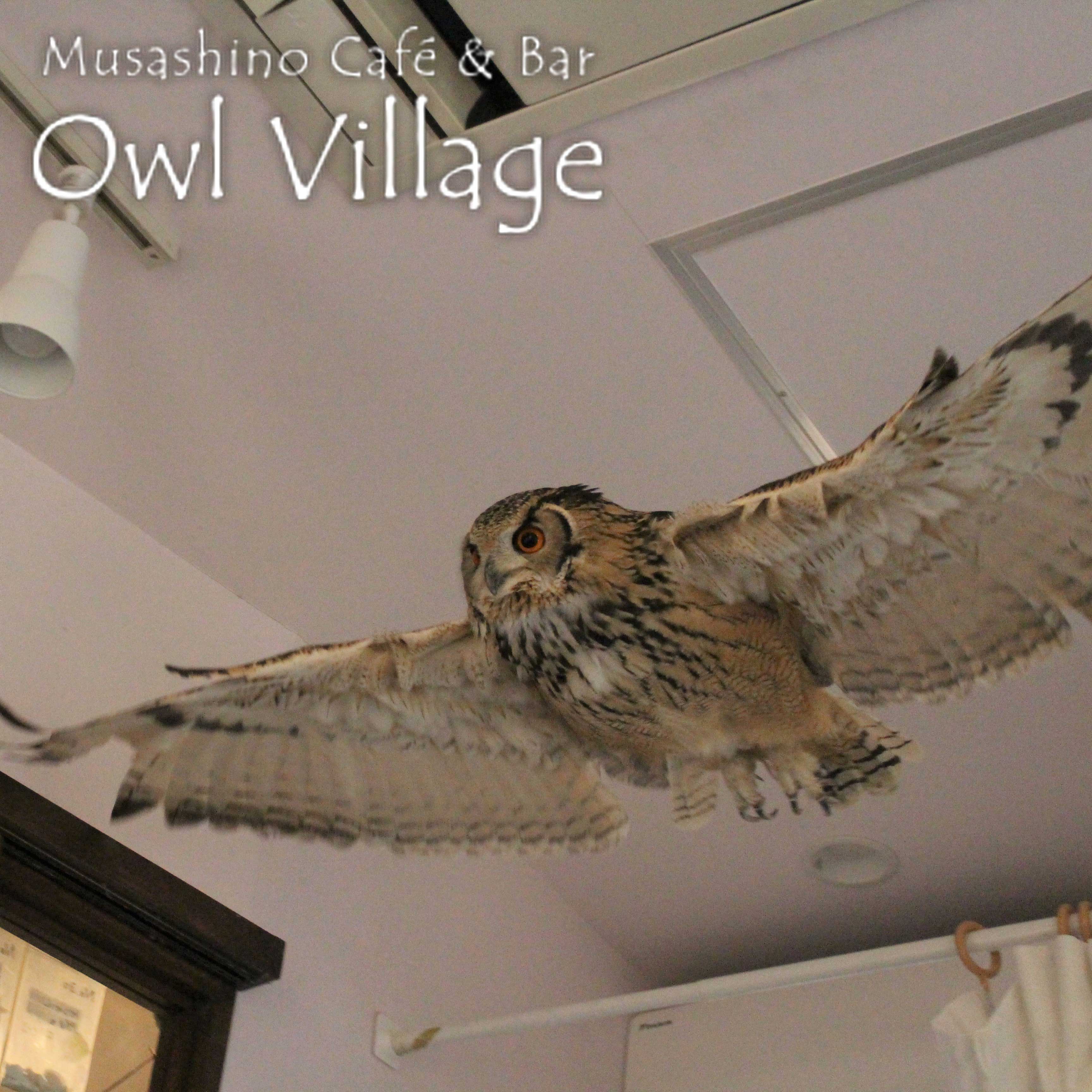owl cafe harajuku down load free photo 0226 Indian Eagle Owl