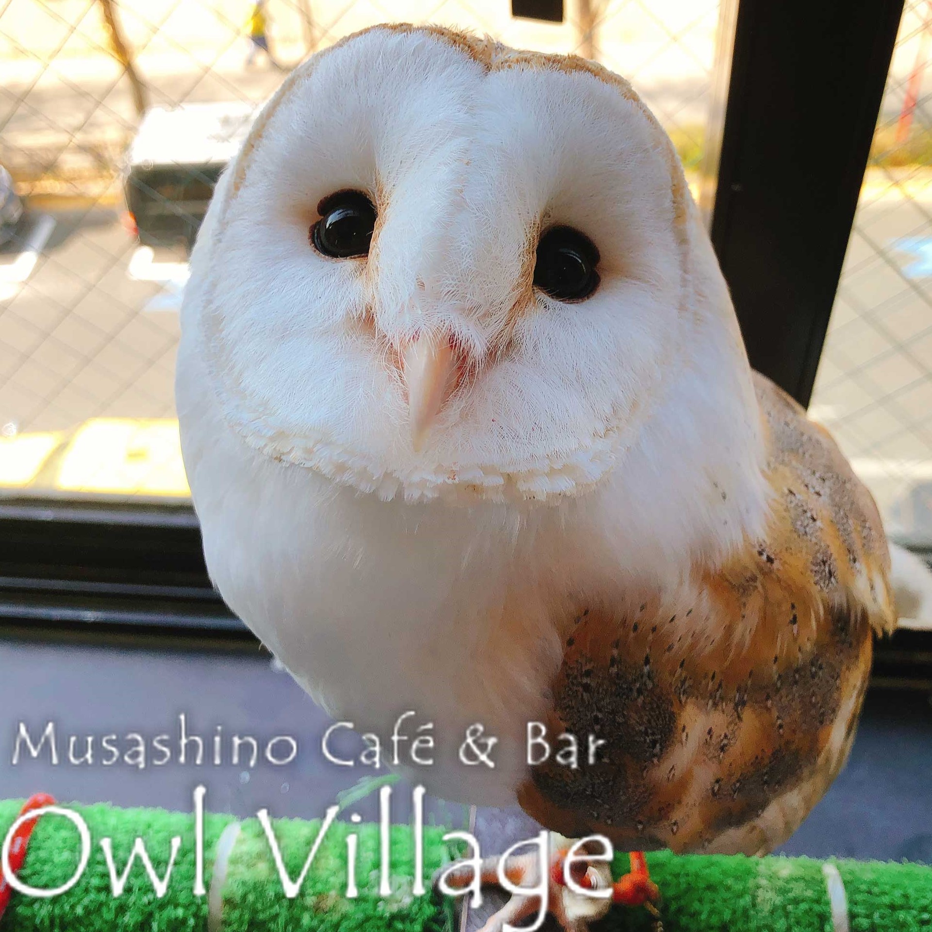 owl cafe harajuku down load free photo 0227 Barn Owl
