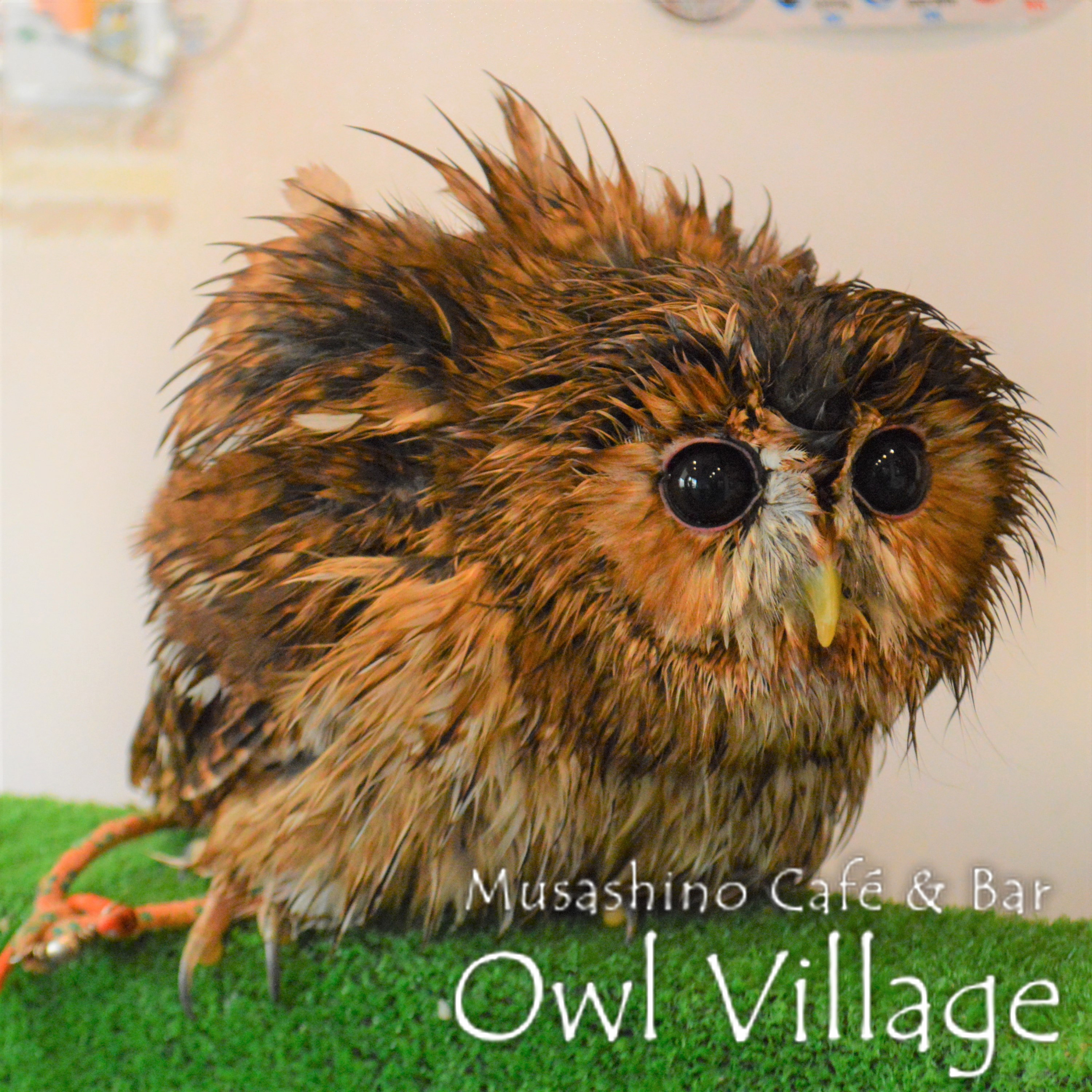 owl cafe harajuku down load free photo 0228Tawny Owl