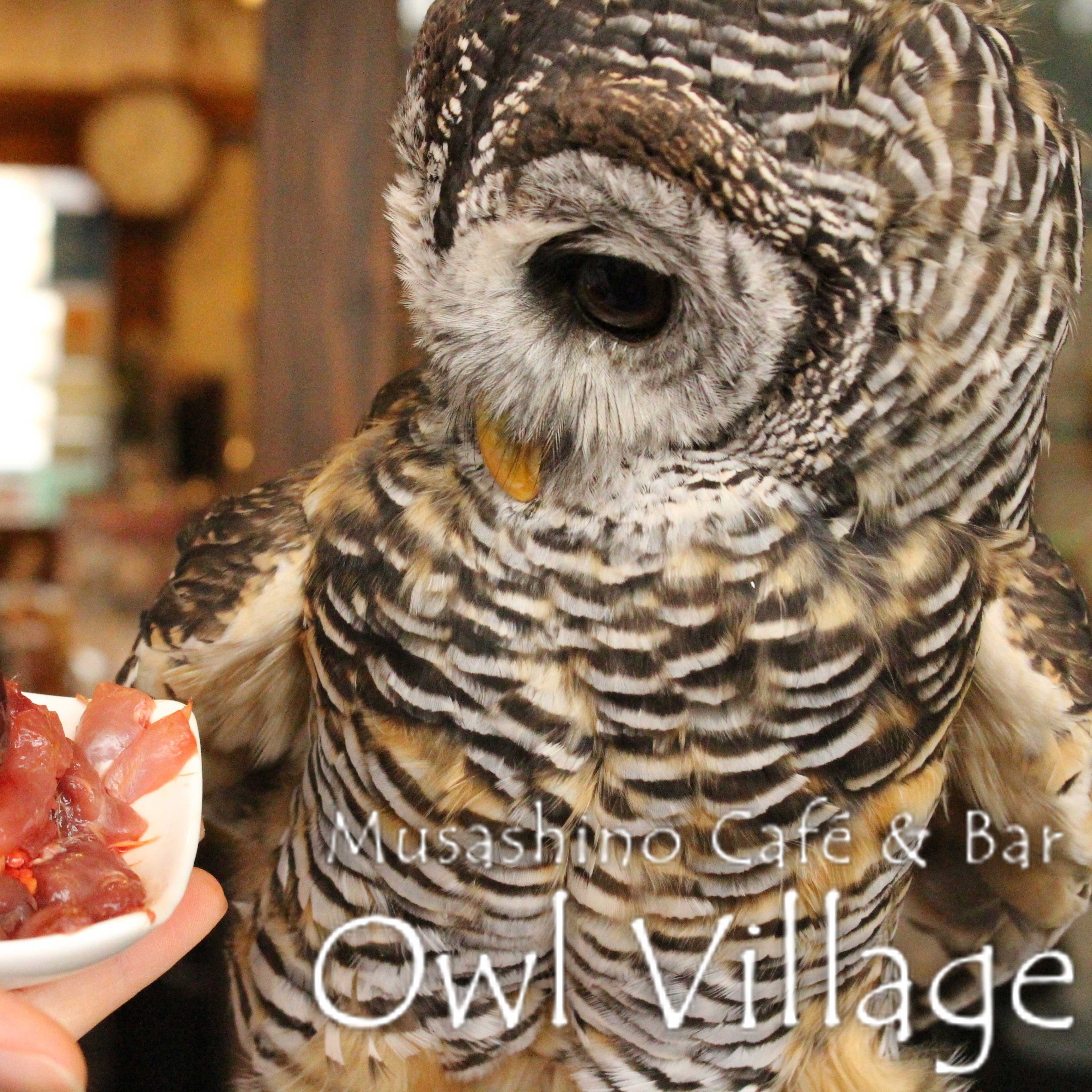 owl cafe harajuku down load free photo 0229  Chaco Owl