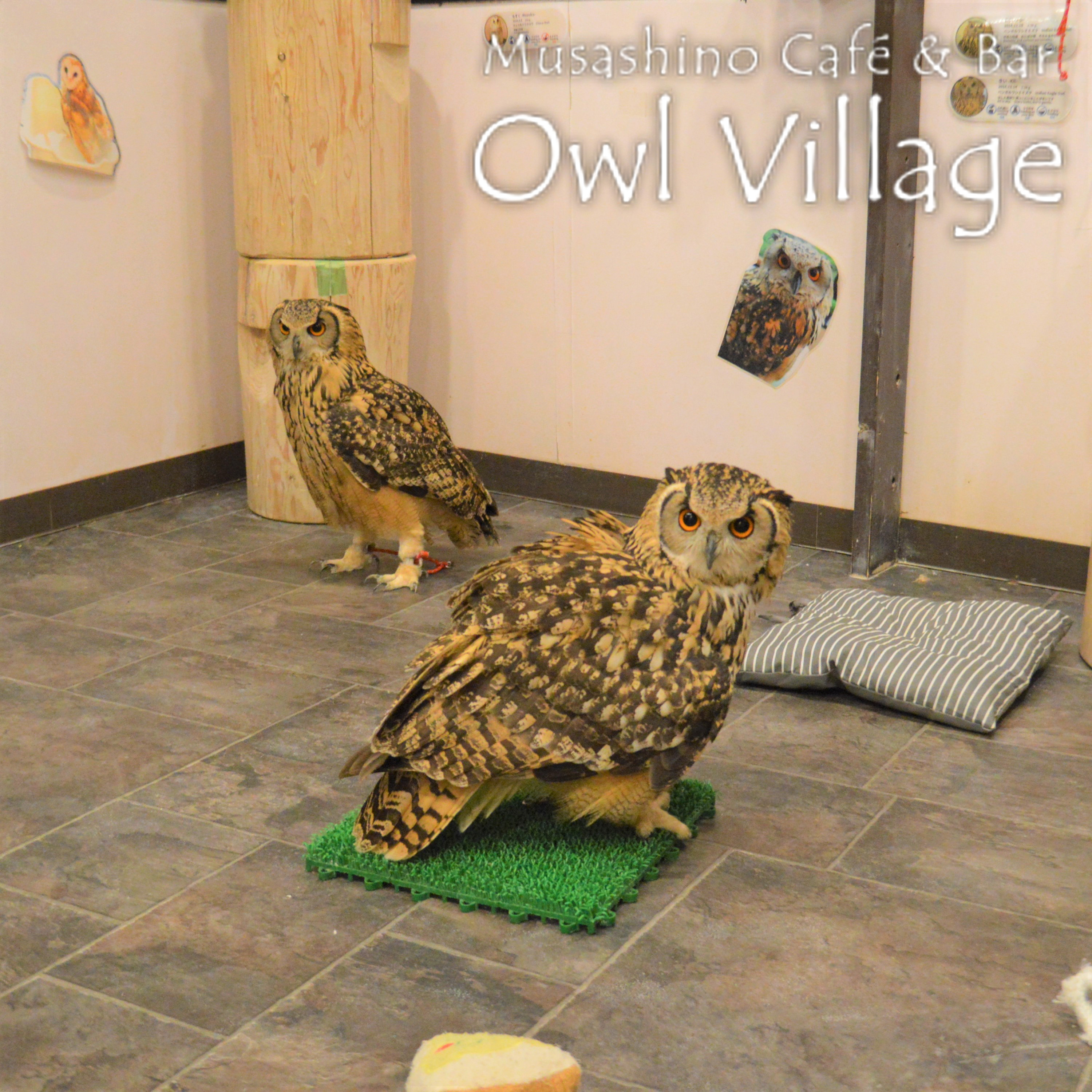 owl cafe harajuku down load free photo 0230 Indian Eagle Owl