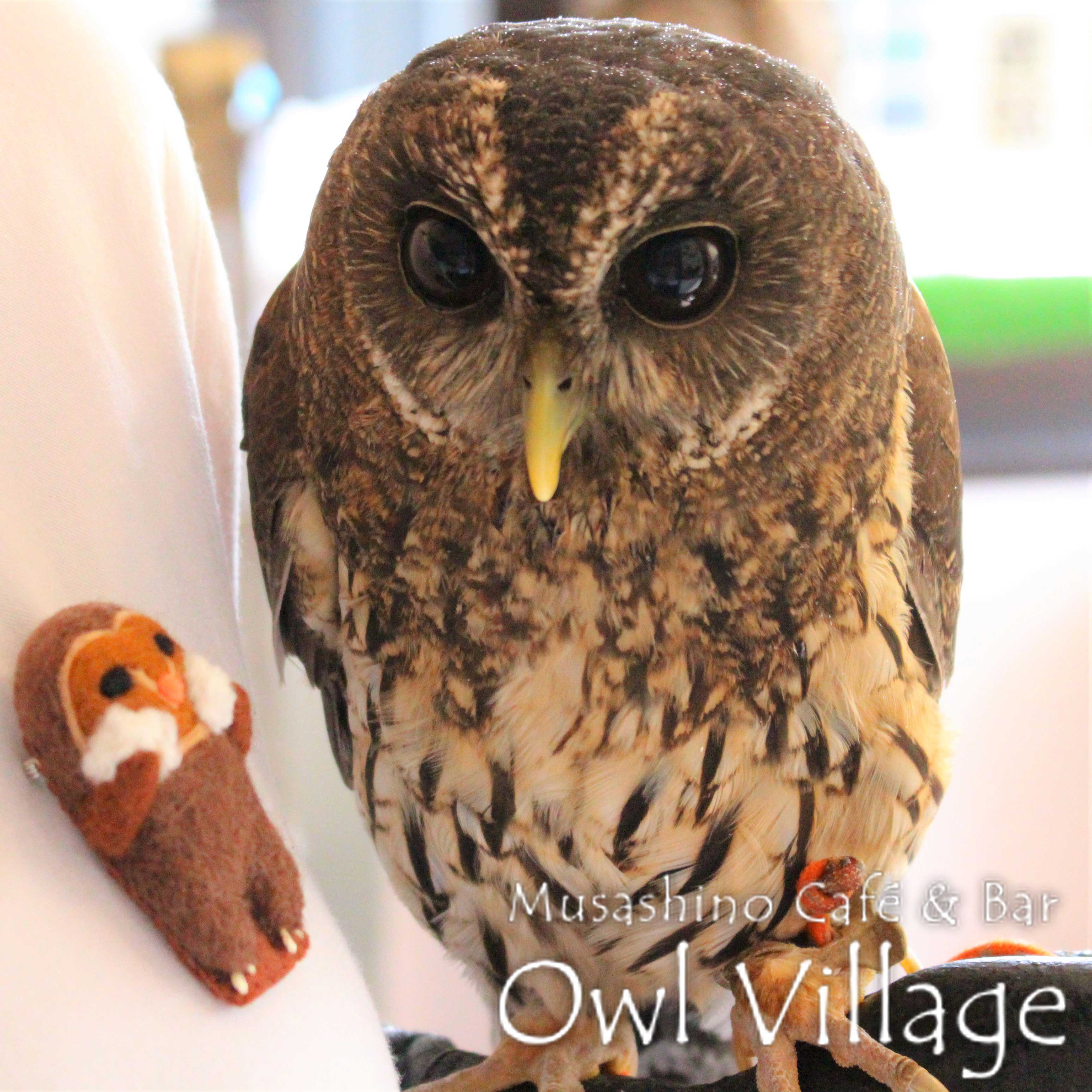 owl cafe harajuku down load free photo 0231 Tawny Owl