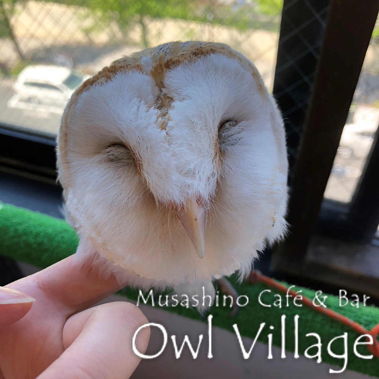 owl cafe harajuku down load free photo 0232 Barn Owl
