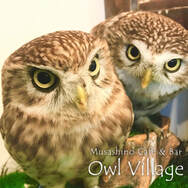harajuku-owlcafe-little owl & air conditioner