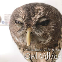 harajuku-owlcafe-Mottled Owl & CO2 measuring