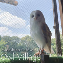 harajuku-owlcafe-Barn owl & screen door on the window