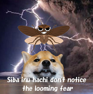 Siba inu hachi don't notice  the looming fear