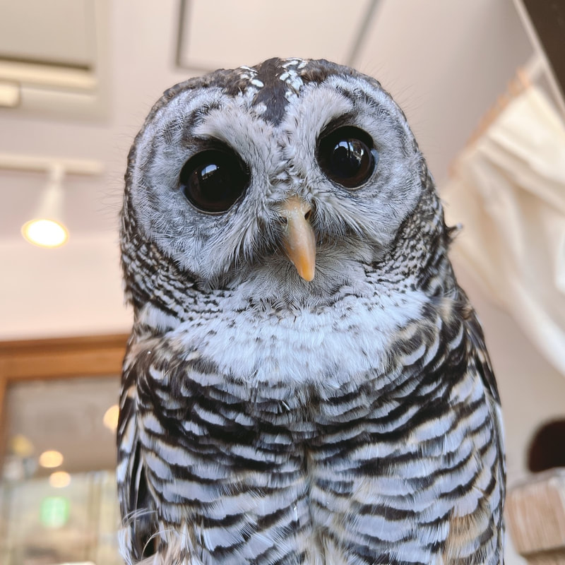 tokyo　owl　owlcafe　harajuku　chacoowl