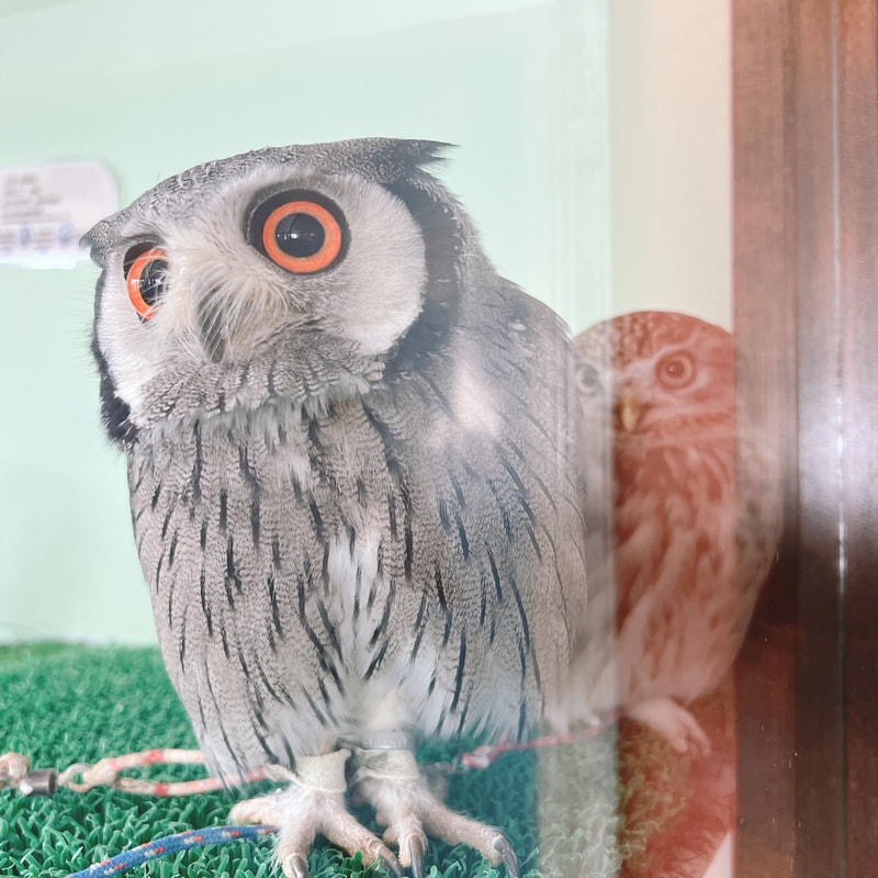 White-faced Scops Owl　owlcafe　owlvillage　harajyuku　Littleowl