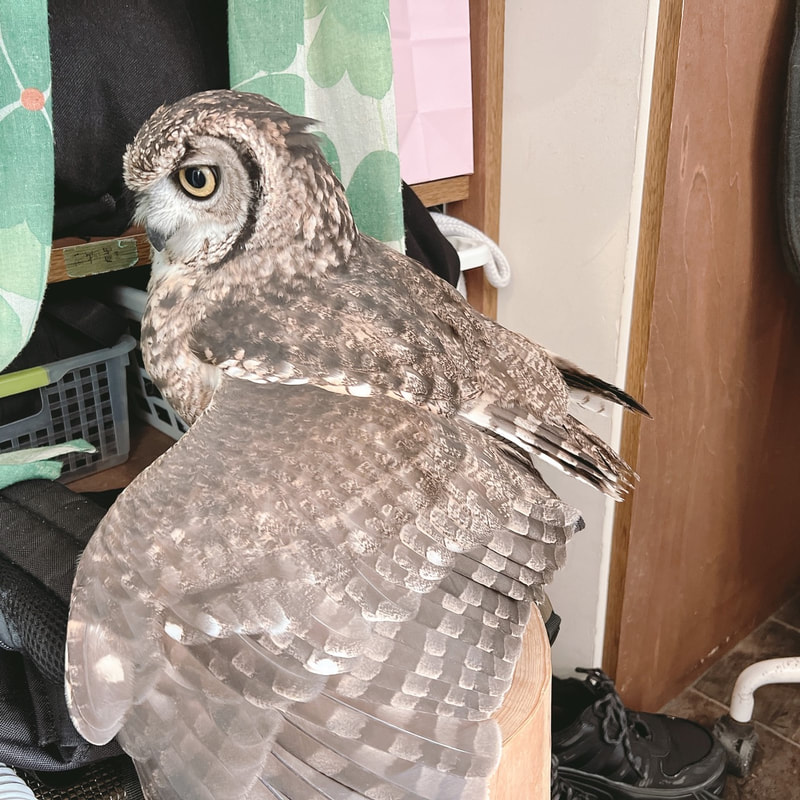 owlcafe-owlvillage-harajuku-Spotted Eagle Owl-tokyo-shibuya