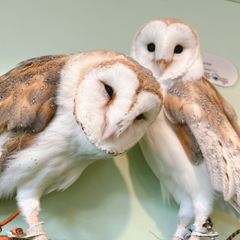 Barn owl Kanon & Haku Couple Owl Owl Cafe Harajuku Tokyo Shibuya Cute Kawaii