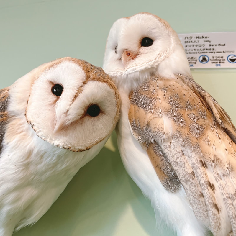 Barn owl Kanon & Haku Couple Owl Owl Cafe Harajuku Tokyo Shibuya Cute rain