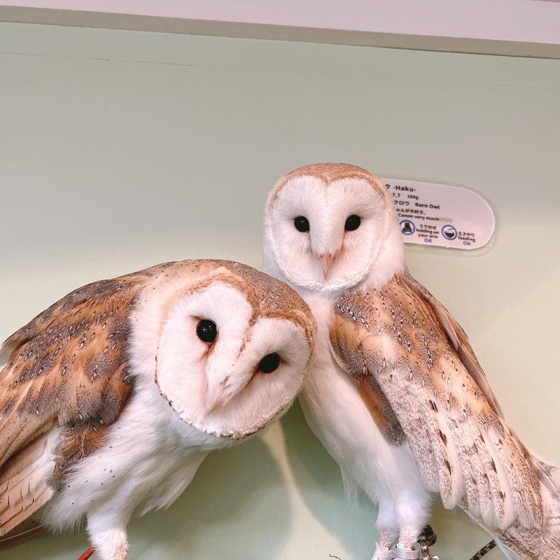 Barn owl Kanon & Haku Couple Owl Owl Cafe Harajuku Tokyo Shibuya Cute