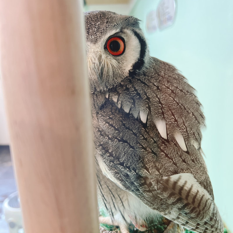 White-faced Scops Owl　Littleowl　kawaii harajuku 　Western Screech Owl　owlcafe owlvillage tokyo owl　
