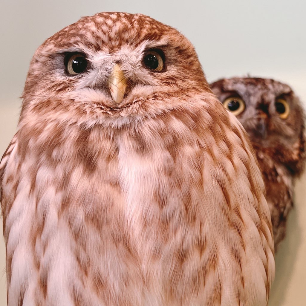 Littleowl　kawaii harajuku 　Western Screech Owl　owlcafe owlvillage tokyo owl　cute