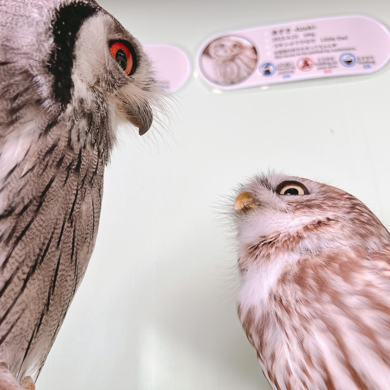 Littleowl　kawaii harajuku owlcafe owlvillage tokyo owl 