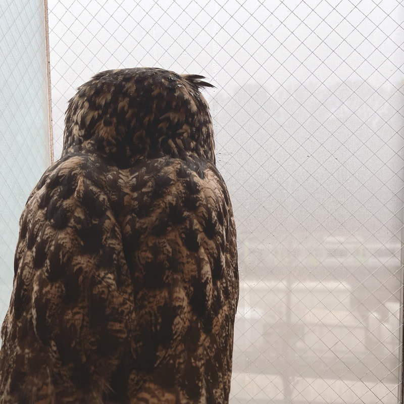 Owl Cafe - Eurasian Eagle Owl - Owl - Owl Cafe - Harajuku - Tokyo - Shibuya