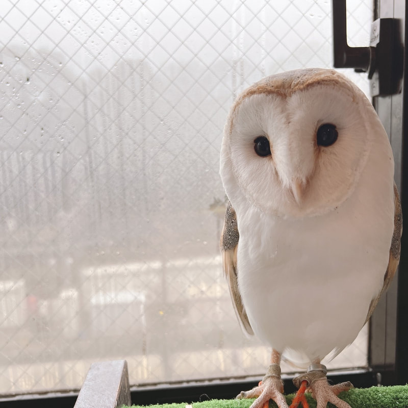 Owl Cafe - Eurasian Eagle Owl - Owl - Owl Cafe - Harajuku - Tokyo - Shibuya-barnowl