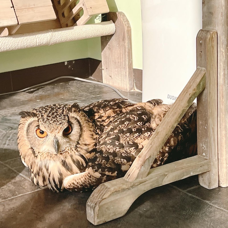 rockeagleowl　owlcafe　owlvillage relax　harajyuku　tokyo shibuya