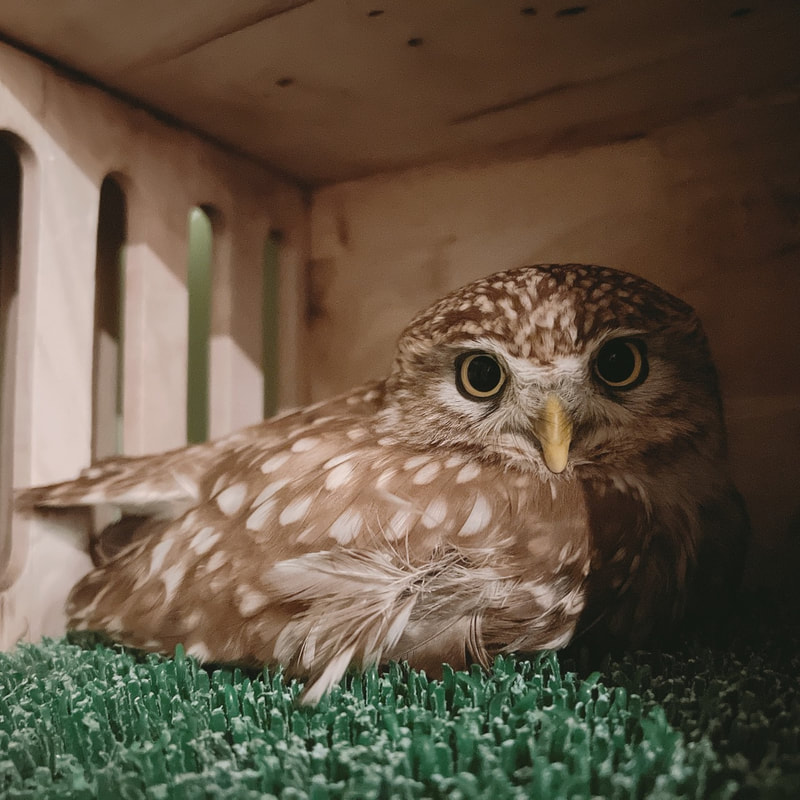 Littleowl sleep　kawaii harajuku owlcafe owlvillage tokyo owl