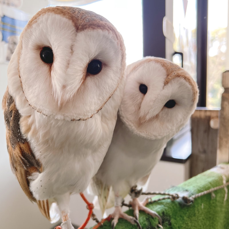 kawaii harajuku owlcafe owlvillage tokyo owl　barnowl