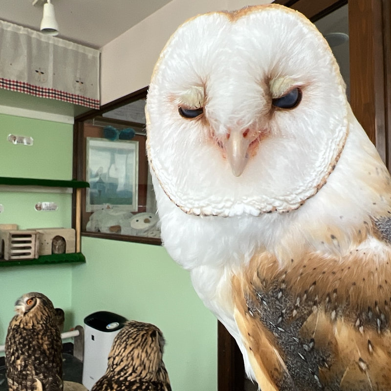 Barnowl　　kawaii harajuku owlcafe owlvillage tokyo owl　