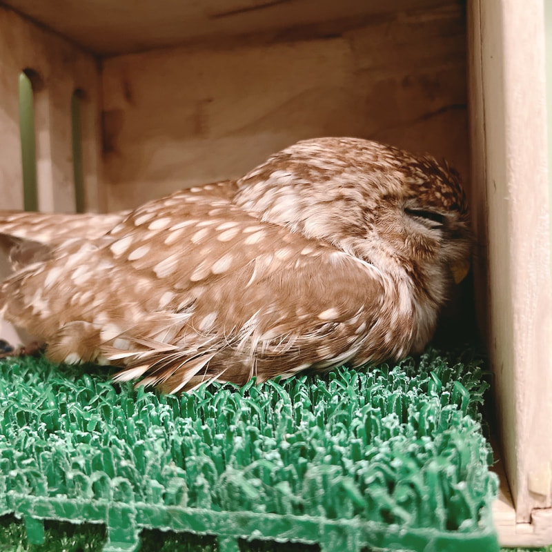 Littleowl　kawaii harajuku owlcafe owlvillage tokyo owl　sleep